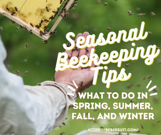 Seasonal Beekeeping Tips: What to Do in Spring, Summer, Fall, and Winter