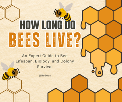 How Long Do Bees Live? An Expert Guide to Bee Lifespan, Biology, and Colony Survival