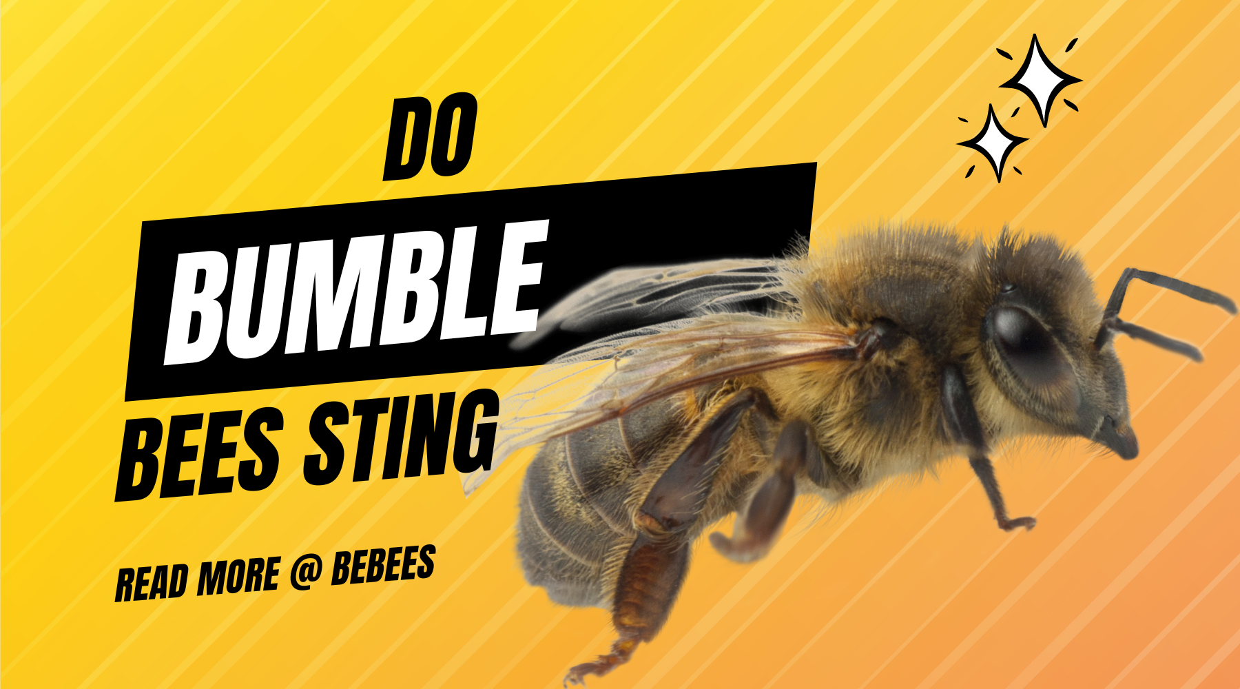 Do Bumble Bees Sting? Understanding Their Behavior and Safety Measures ...