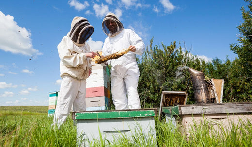 Mastering the Art of Proper Honey Extraction