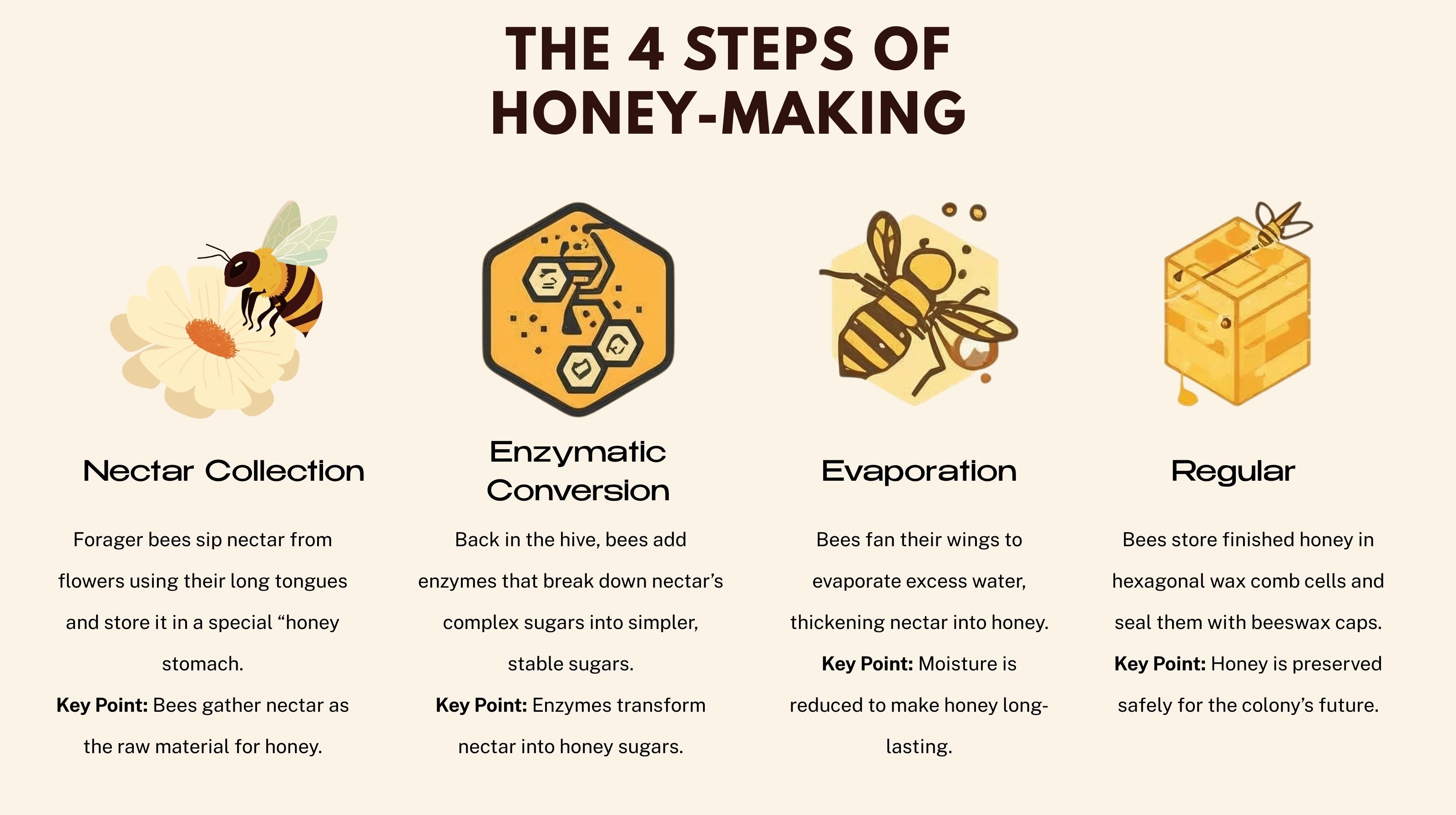Educational infographic showing the 4 steps of honey-making: 1. Nectar collection by bees, 2. Enzymatic conversion of sugars, 3. Evaporation of water by wing fanning, 4. Honey storage in hexagonal wax combs. Minimalist yellow and black flat design.