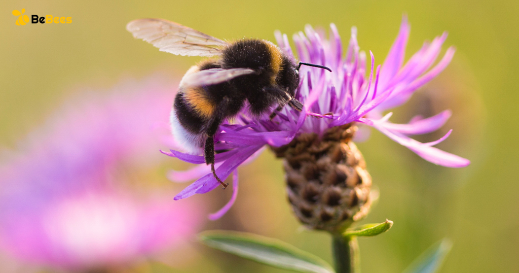 do bumble bees sting