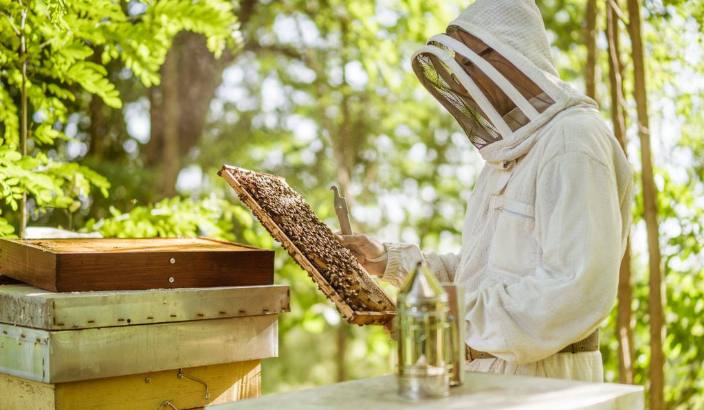 A man inspecting Bee Hive