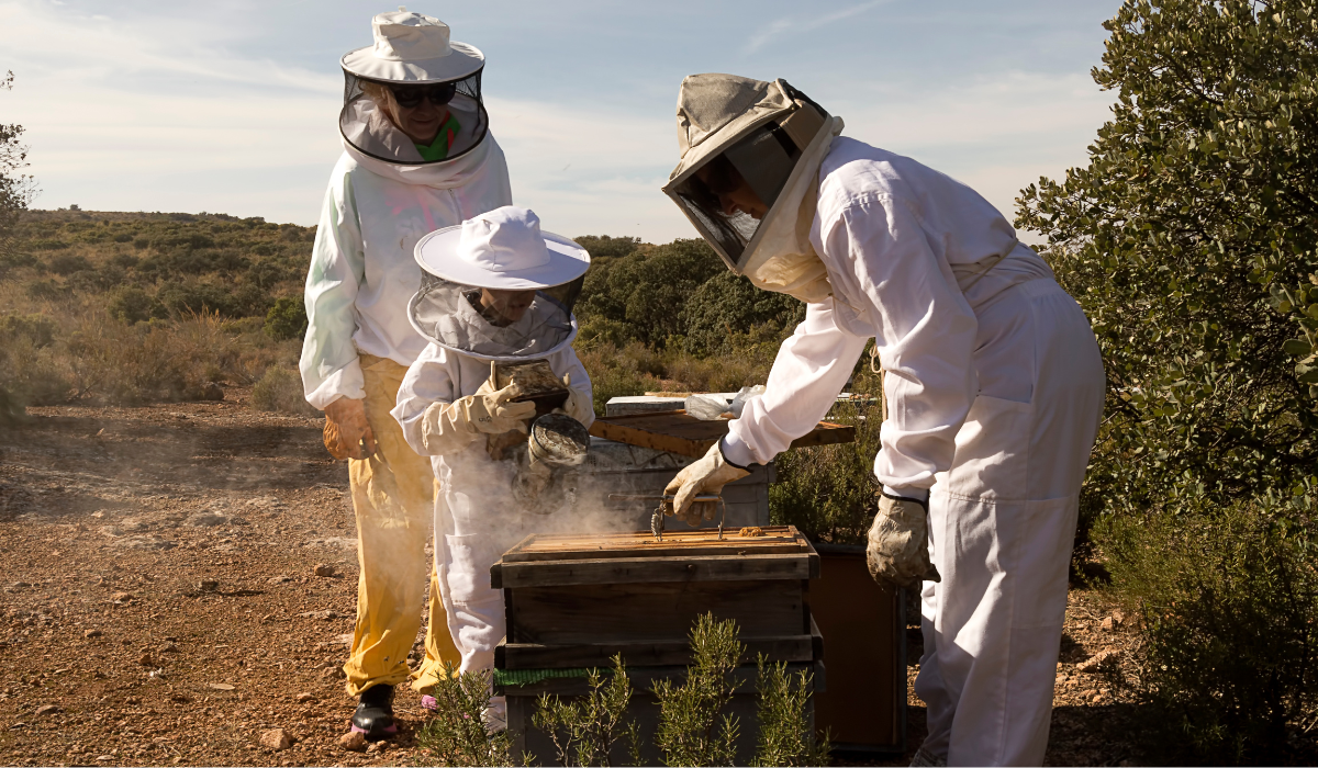honey extraction